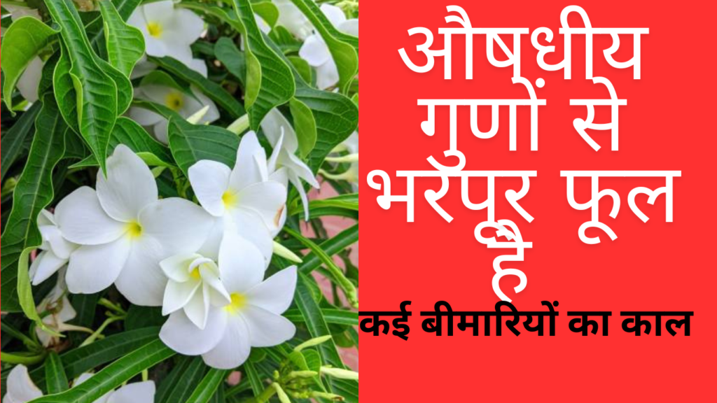 Benifits of Champa Flower: गंदा कफ, सिर दर्द-बुखार में भी रामबाण हैं, ये फूल ,कई बीमारियों का काल