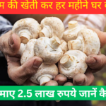 Mushroom Cultivation: किसानों के मजे ही मजे! मशरूम की खेती कर हर महीने घर बैठे मिलेंगे 2.5 लाख रुपये, जानें कैसे