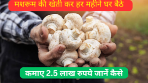 Mushroom Cultivation: किसानों के मजे ही मजे! मशरूम की खेती कर हर महीने घर बैठे मिलेंगे 2.5 लाख रुपये, जानें कैसे