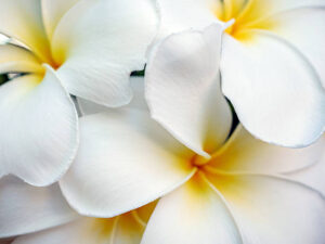 Champa Flower