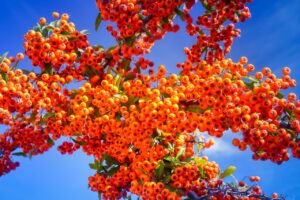 Sea Buckthorn : सेहत और सौंदर्य का अनमोल खजाना, इस फल से चेहरे में आएगी चमक, जानिए कैसे करें सेवन