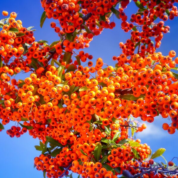 Sea Buckthorn : सेहत और सौंदर्य का अनमोल खजाना, इस फल से चेहरे में आएगी चमक, जानिए कैसे करें सेवन