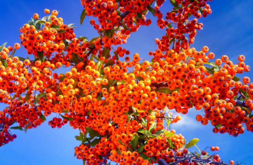 Sea Buckthorn : सेहत और सौंदर्य का अनमोल खजाना, इस फल से चेहरे में आएगी चमक, जानिए कैसे करें सेवन