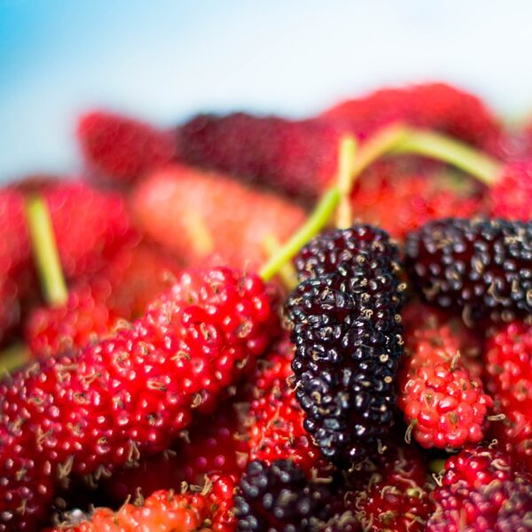 Benefits of Mulberry: शहतूत: सेहत का खजाना, खाते…