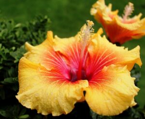 Hibiscus flower: गर्मी में क्रीम का बाप है ये फूल, चेहरे, हाथ-पैर पर लगाएं इसका लेप, धूप में दबा रंग खिल उठेगा