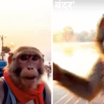 सोशल मीडिया पर छाया देसी ब्लॉगर 'Bablu Bandar' – एक AI कैरेक्टर जिसने मचा दी है धूम!जानें कौन है शुद्ध देसी ब्लॉगर 'बबलू बंदर'