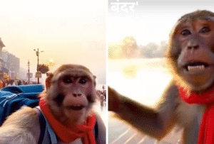 सोशल मीडिया पर छाया देसी ब्लॉगर 'Bablu Bandar' – एक AI कैरेक्टर जिसने मचा दी है धूम!जानें कौन है शुद्ध देसी ब्लॉगर 'बबलू बंदर'