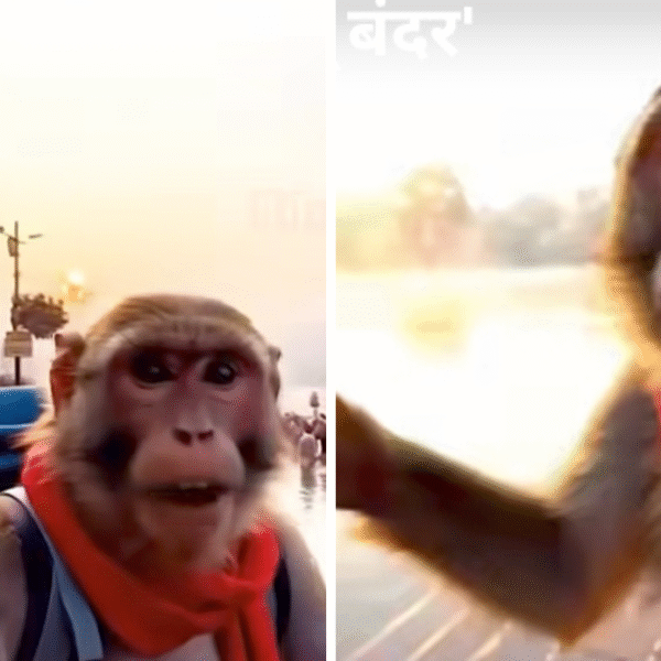 सोशल मीडिया पर छाया देसी ब्लॉगर 'Bablu Bandar' – एक AI कैरेक्टर जिसने मचा दी है धूम!जानें कौन है शुद्ध देसी ब्लॉगर 'बबलू बंदर'